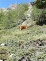 Korsika Bild 105